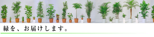 観葉植物レンタルは、緑をあなたへお届けします。