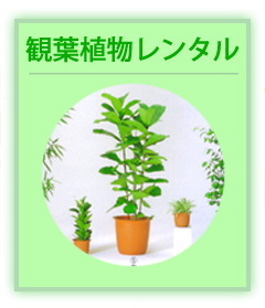 観葉植物のレンタル