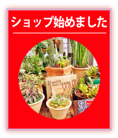 観葉植物の販売