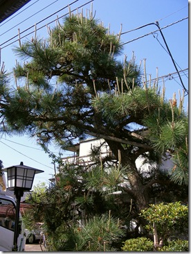 matsumae_thumb