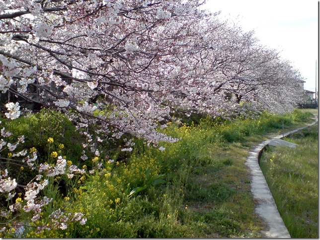 sakurasakura_3