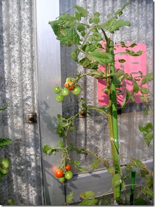 veg0901_3