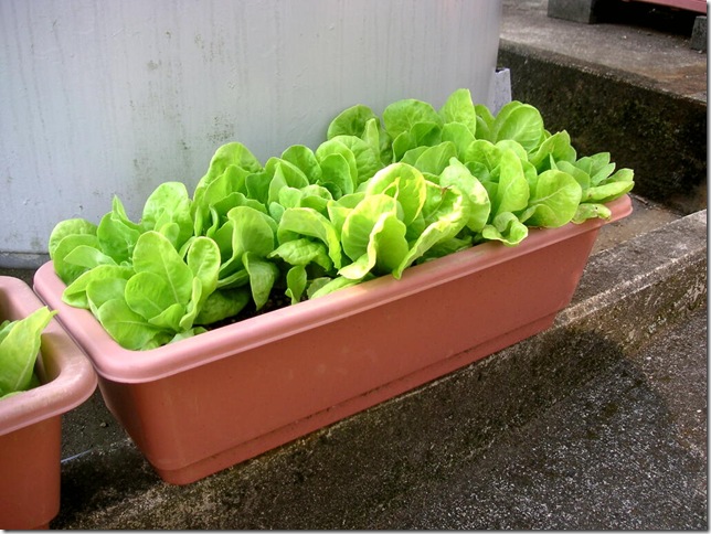 veg0902_3