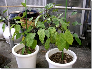 veg0903_3