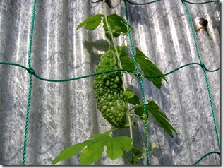 veg0906_5