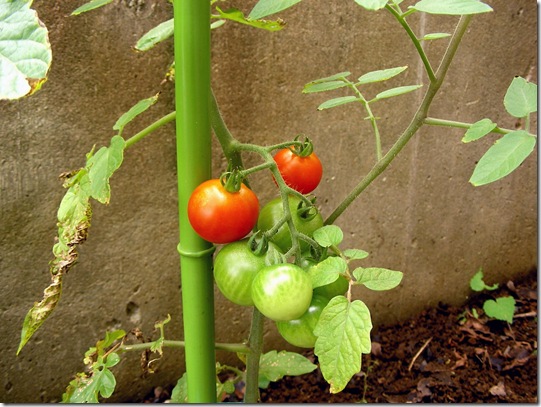 tomato_3