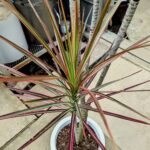 <span class="title">【入荷情報】7月分①</span>